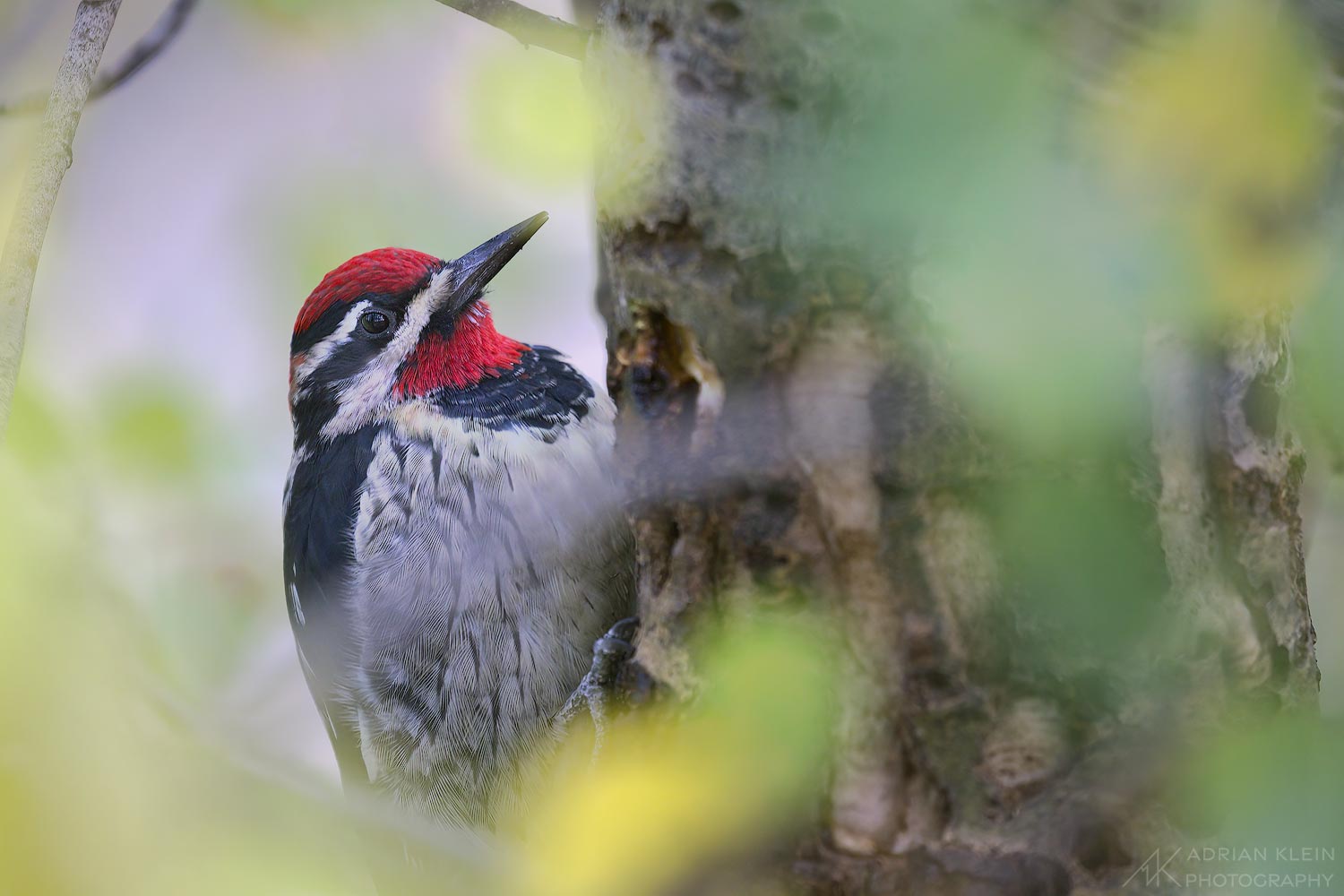 Woodpecker taking a break in a forest in Idaho.