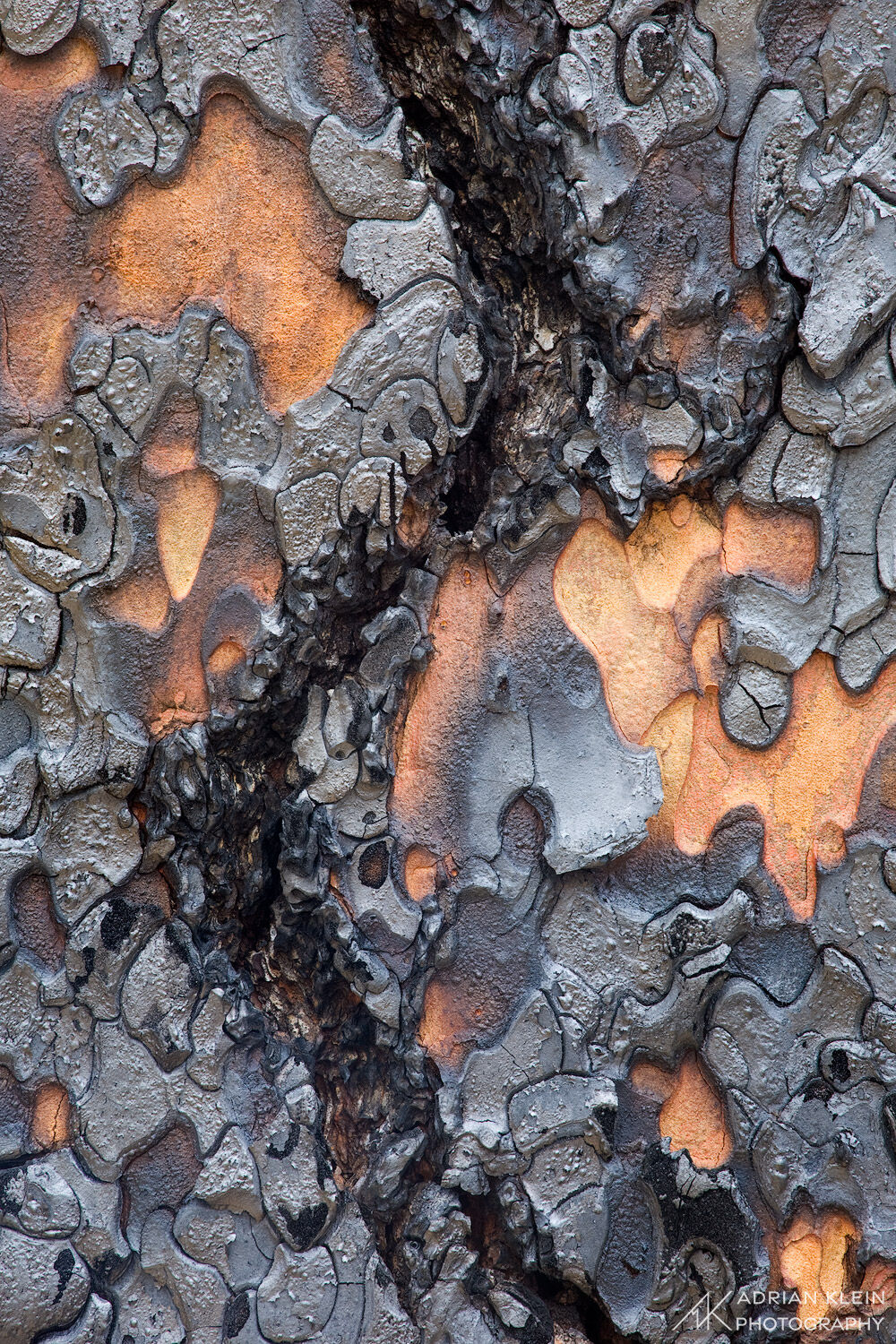 The s curve and interesting texture stand out in this abstract found in the high desert of Central Oregon.