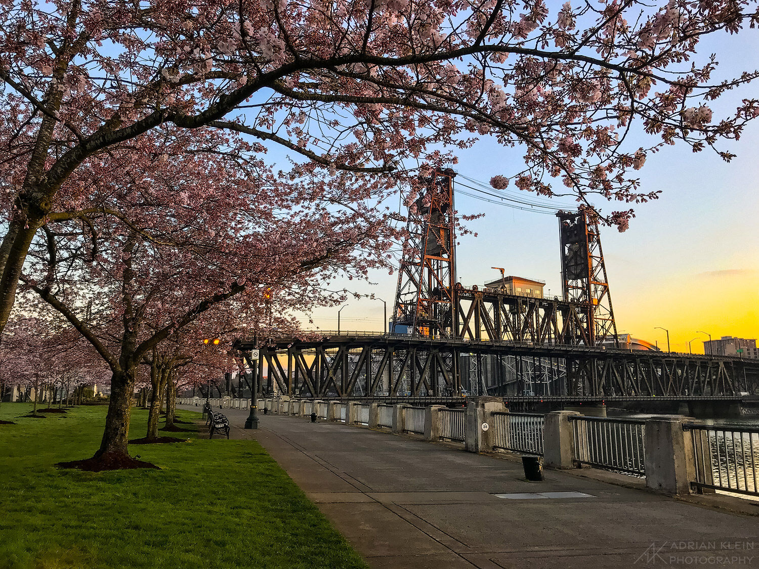 Portland Steel Bridge at sunrise during the spring blossoms at Tom McCall Park