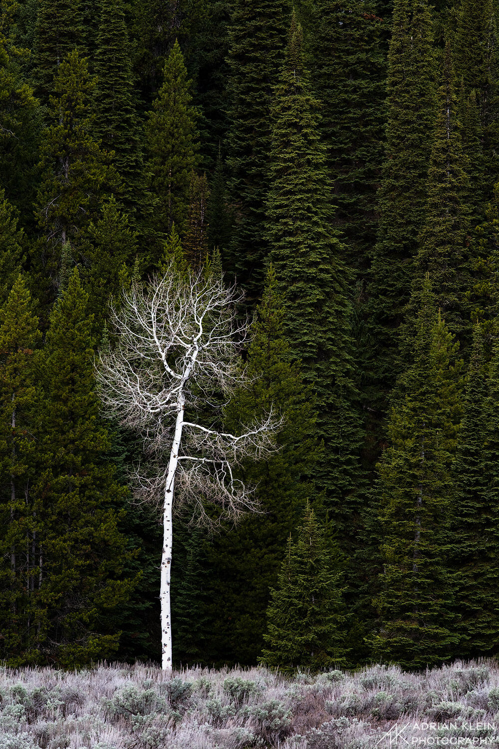 A bare aspen stands out in the sunlight against the dark dense green evergreens in Grand Teton National Park, Wyoming.