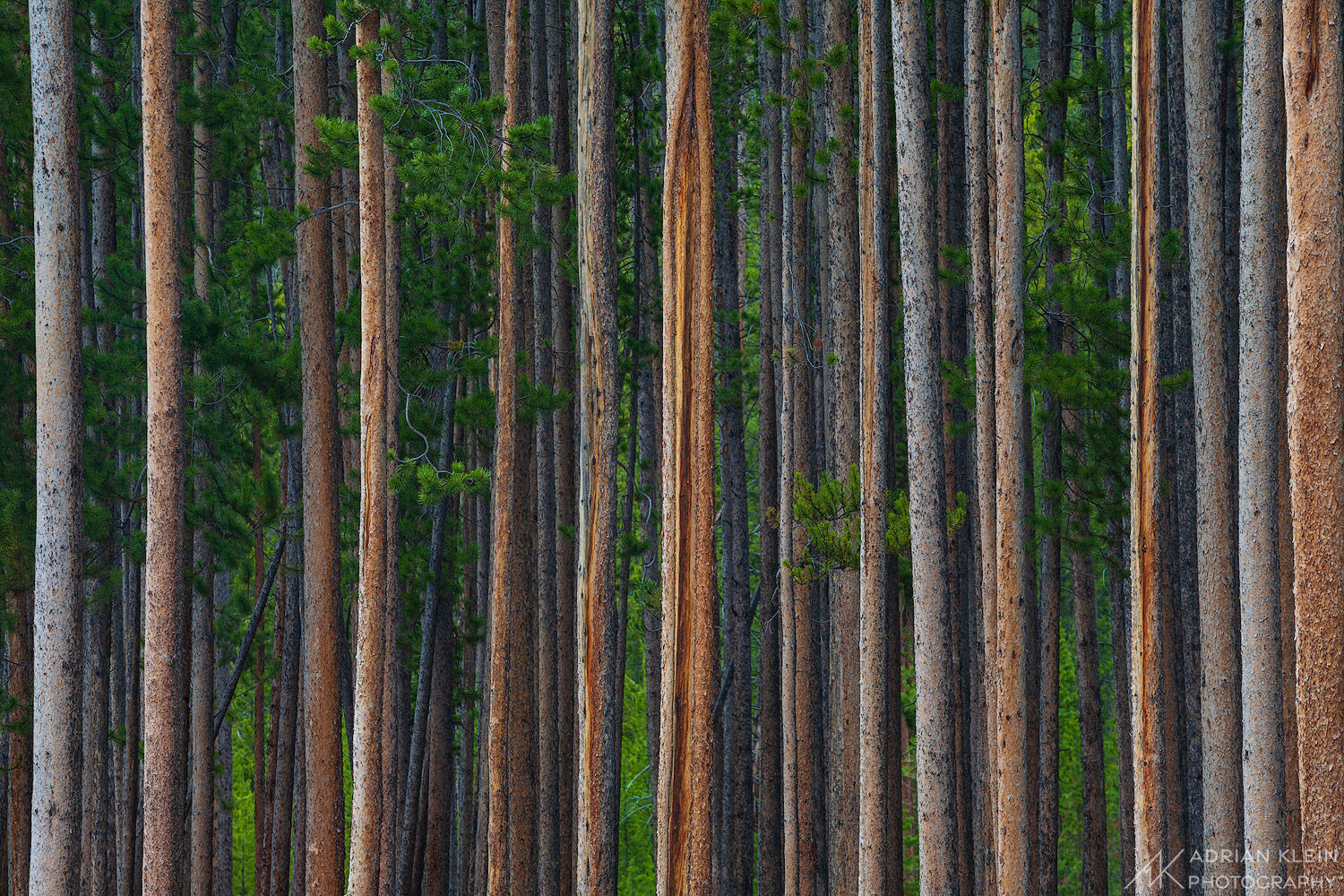 Tall and skinny ponderosa pines make for a unique forest abstract in Yellowstone National Park, Wyoming. Limited Edition of 50...