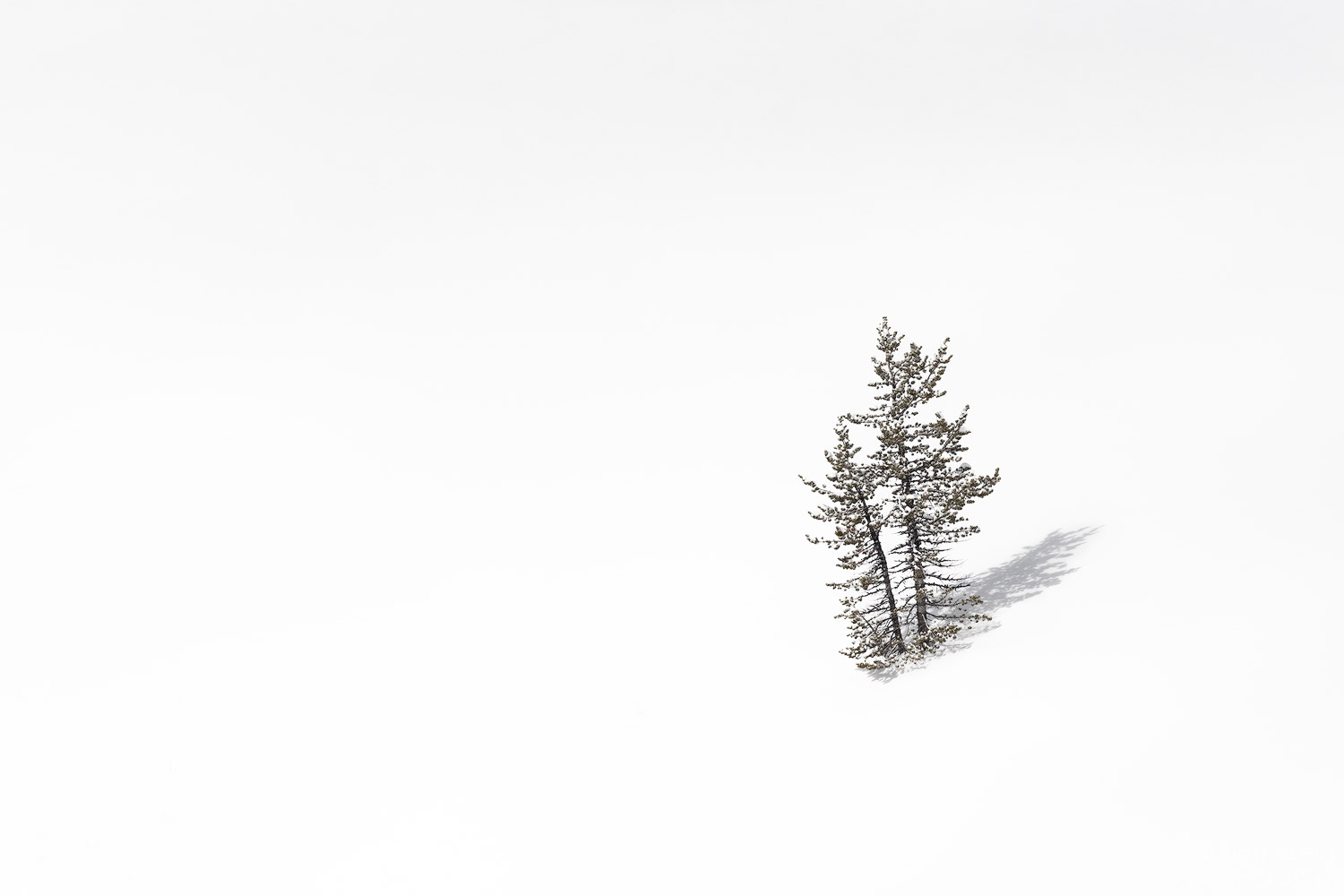 A couple young lone evergreen trees soaking up the winter sun after a fresh snowfall on Mount Hood
