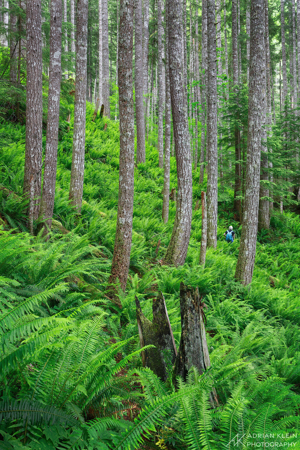 My friend David Cobb walking the trail as ferns come alive in spring. Limited Edition of 100.
