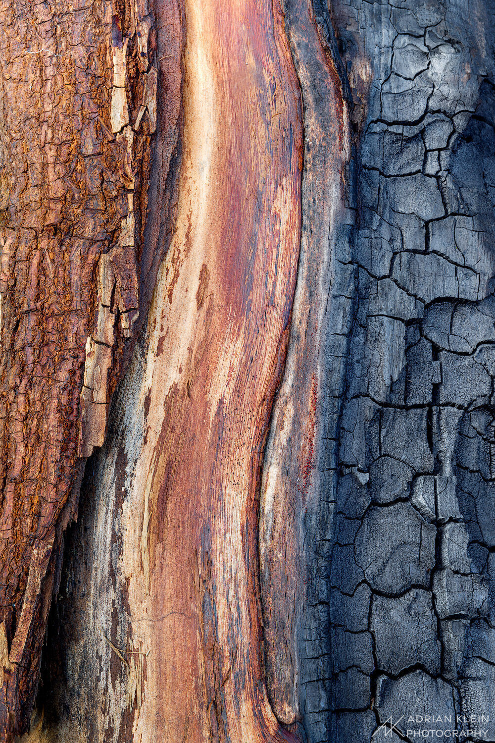 A large log from a burned tree showing three distinct layers. Columbia River Gorge, Oregon.