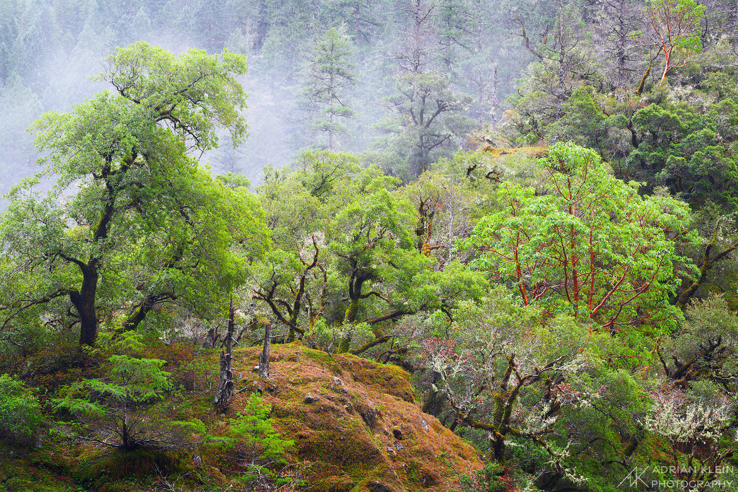 A diverse forest of trees in the cold wet winter fog. Near Redwoods National Park in California.